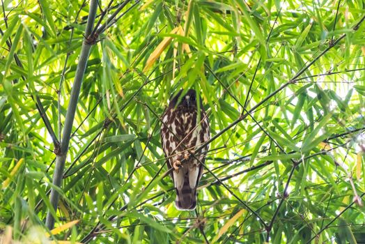 Bird (Northern Boobook, Ninox japonica) is a species of bird in the true owl family. It was split from the brown hawk-owl perched on a tree in a nature wild