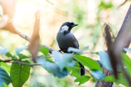 Bird (Black-throated Laughingthrush, Garrulax chinensis, Pterorhinus chinensis) is a species of bird in the family Leiothrichidae. It is found in asia perched on a tree in a nature wild