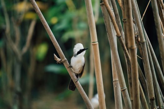 Bird (White-crested Laughingthrush, Garrulax leucolophus) brown and white and the black mask perched on a tree in a nature wild