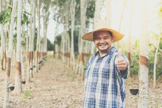 Asian man farmer agriculturist happy thumbs up at a rubber tree plantation with Rubber tree in row natural latex is a agriculture harvesting natural rubber in white milk color for industry in Thailand