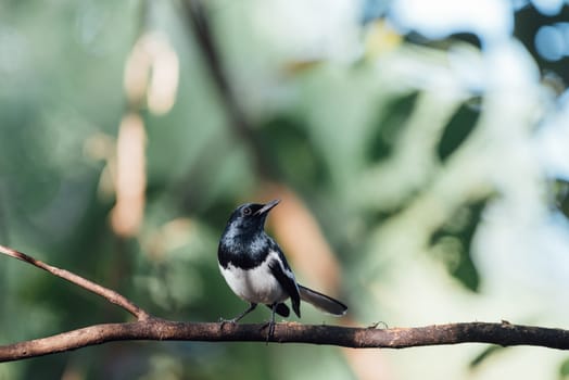 Bird (Oriental magpie-robin or Copsychus saularis) male black and white color perched on a tree in a nature wild