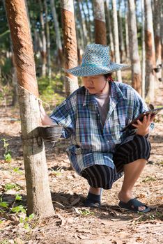 Asian woman smart farmer agriculturist happy at a rubber tree plantation with Rubber tree in row natural latex is a agriculture harvesting natural rubber in white milk color for industry in Thailand