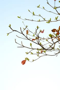 Red leaves and fresh leaves of sea-almond tree