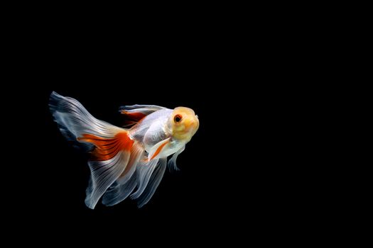 goldfish isolated on a dark black background