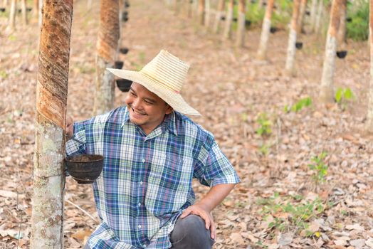 Asian man farmer agriculturist happy at a rubber tree plantation with Rubber tree in row natural latex is a agriculture harvesting natural rubber in white milk color for industry in Thailand