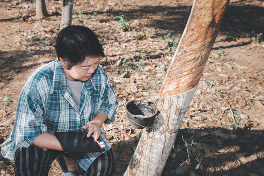 Asian woman smart farmer agriculturist working at rubber tree plantation with Rubber tree in row natural latex is a agriculture harvesting natural rubber in white milk color for industry in Thailand