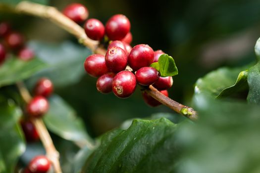 Coffee beans ripening on tree in North of thailand