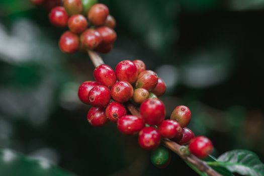 Coffee beans ripening on tree in North of thailand