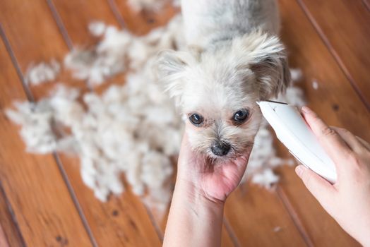 Grooming and haircut the dog fur of beige dog so cute mixed breed with Shih-Tzu, Pomeranian and Poodle by human with dog clipper