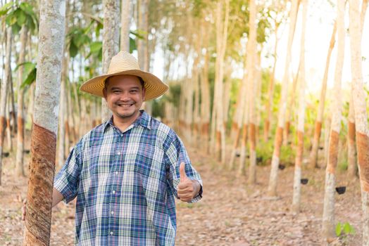 Asian man farmer agriculturist happy thumbs up at a rubber tree plantation with Rubber tree in row natural latex is a agriculture harvesting natural rubber in white milk color for industry in Thailand