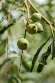 Macadamia nuts ready for harvesting