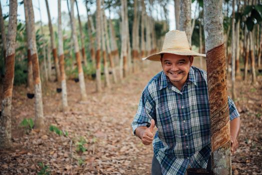 Asian man farmer agriculturist happy thumbs up at a rubber tree plantation with Rubber tree in row natural latex is a agriculture harvesting natural rubber in white milk color for industry in Thailand