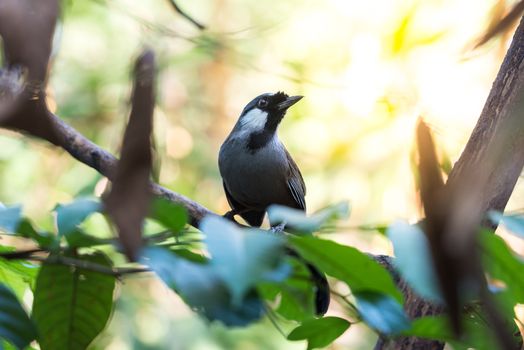 Bird (Black-throated Laughingthrush, Garrulax chinensis, Pterorhinus chinensis) is a species of bird in the family Leiothrichidae. It is found in asia perched on a tree in a nature wild