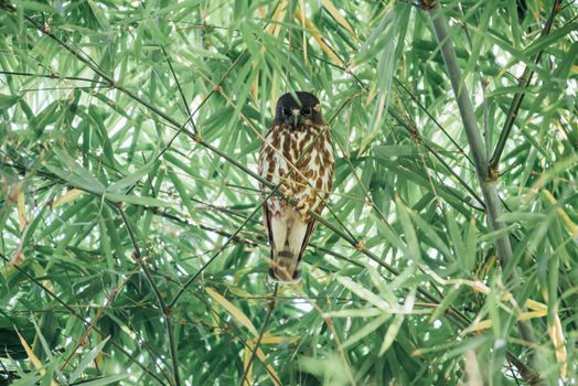 Bird (Northern Boobook, Ninox japonica) is a species of bird in the true owl family. It was split from the brown hawk-owl perched on a tree in a nature wild