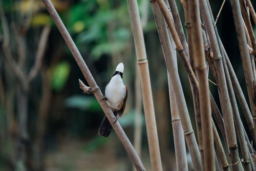 Bird (White-crested Laughingthrush, Garrulax leucolophus) brown and white and the black mask perched on a tree in a nature wild