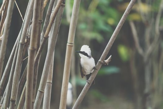 Bird (White-crested Laughingthrush, Garrulax leucolophus) brown and white and the black mask perched on a tree in a nature wild