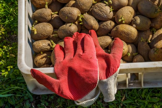 potatoes cooked for planting in white plastic box