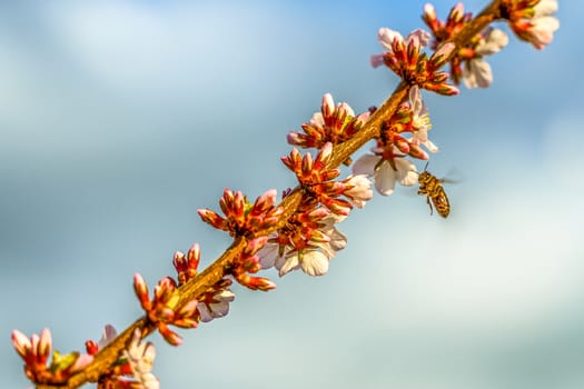 cherry blossom branch and a bee near it in the garden, selective focus
