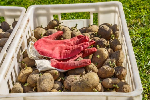 potatoes cooked for planting in white plastic boxes