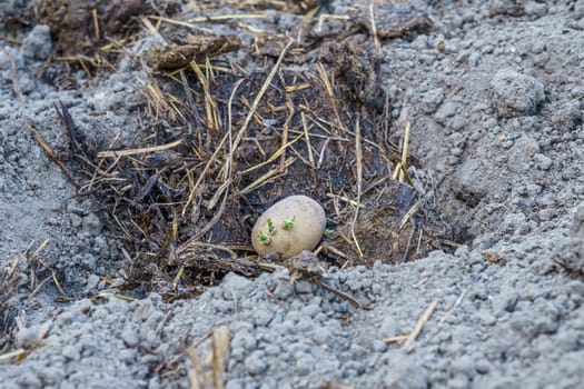 potato tubers in small pits in the ground with fertilizer prepared for planting