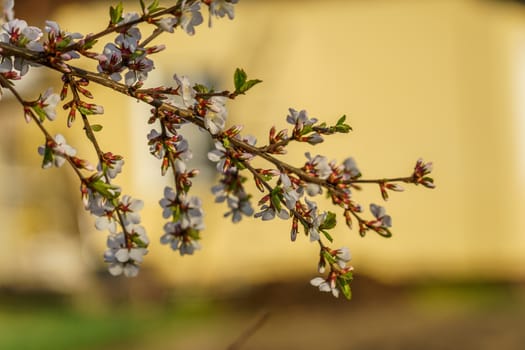 cherry blossom branch in the garden, selective focus