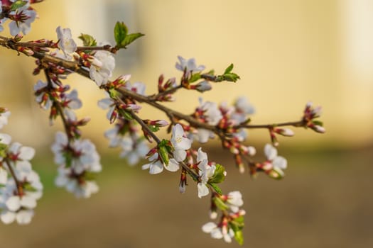 cherry blossom branch in the garden, selective focus