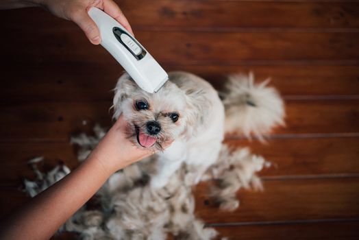 Grooming and haircut the dog fur of beige dog so cute mixed breed with Shih-Tzu, Pomeranian and Poodle by human with dog clipper