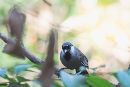 Bird (Black-throated Laughingthrush, Garrulax chinensis, Pterorhinus chinensis) is a species of bird in the family Leiothrichidae. It is found in asia perched on a tree in a nature wild