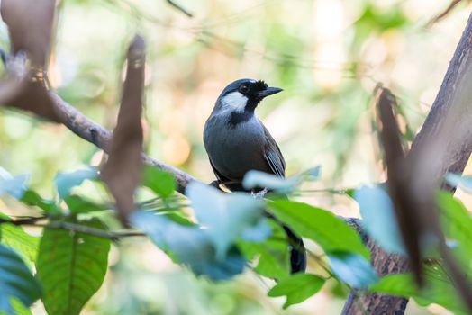 Bird (Black-throated Laughingthrush, Garrulax chinensis, Pterorhinus chinensis) is a species of bird in the family Leiothrichidae. It is found in asia perched on a tree in a nature wild