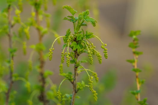 currant branch in spring with flower buds, selective focus