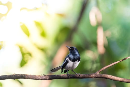 Bird (Oriental magpie-robin or Copsychus saularis) male black and white color perched on a tree in a nature wild