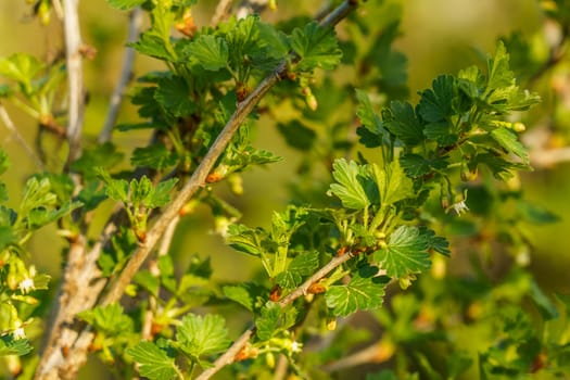 branch of gooseberry in the garden in spring with flower buds, selective focus