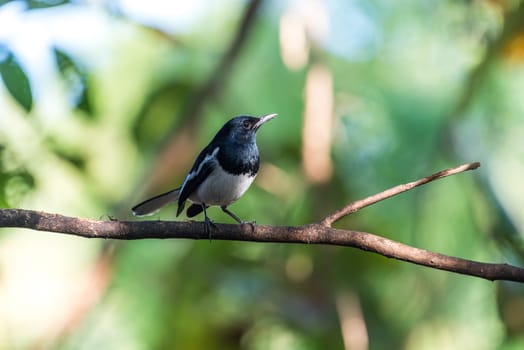 Bird (Oriental magpie-robin or Copsychus saularis) male black and white color perched on a tree in a nature wild