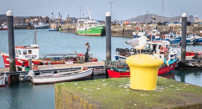 Howth near Dublin, Ireland - February 15, 2019: view of the fishing port of the city where are parked professional fishing boats on a winter day