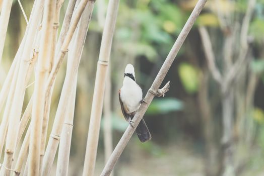 Bird (White-crested Laughingthrush, Garrulax leucolophus) brown and white and the black mask perched on a tree in a nature wild