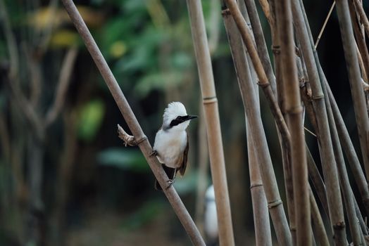 Bird (White-crested Laughingthrush, Garrulax leucolophus) brown and white and the black mask perched on a tree in a nature wild