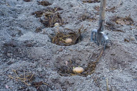 potato tubers in small pits in the ground with fertilizer prepared for planting