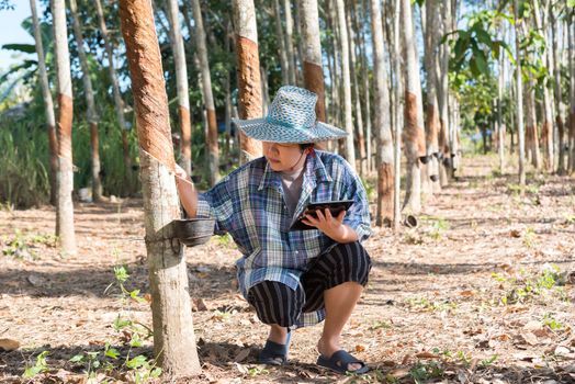 Asian woman smart farmer agriculturist happy at a rubber tree plantation with Rubber tree in row natural latex is a agriculture harvesting natural rubber in white milk color for industry in Thailand