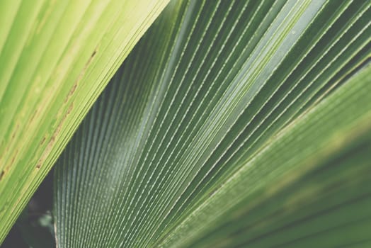 Greenery background, green color of nature plant and leaf environment greenery concept