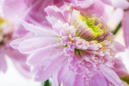 Chrysanthemum close-up with drops of water on the petals.