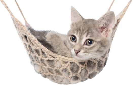 Cute striated kitten sleeping in hammock on a white background.
