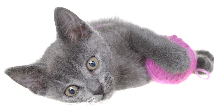 Small gray shorthair kitten lay and plays with ball of yarn isolated on white background.