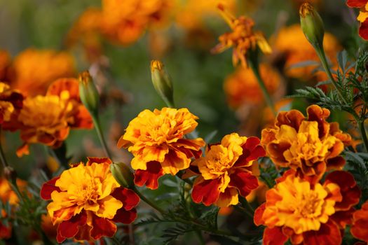 Close-up flowers of a marigold on a sunny day outdoors.
