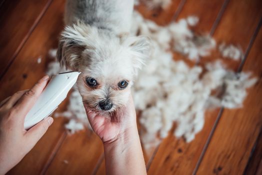 Grooming and haircut the dog fur of beige dog so cute mixed breed with Shih-Tzu, Pomeranian and Poodle by human with dog clipper