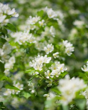 Branch of a blossoming apple tree in white flowers against the sky