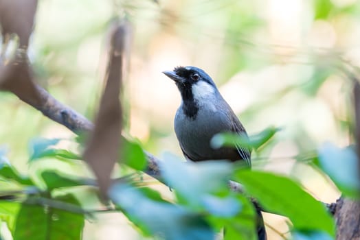 Bird (Black-throated Laughingthrush, Garrulax chinensis, Pterorhinus chinensis) is a species of bird in the family Leiothrichidae. It is found in asia perched on a tree in a nature wild