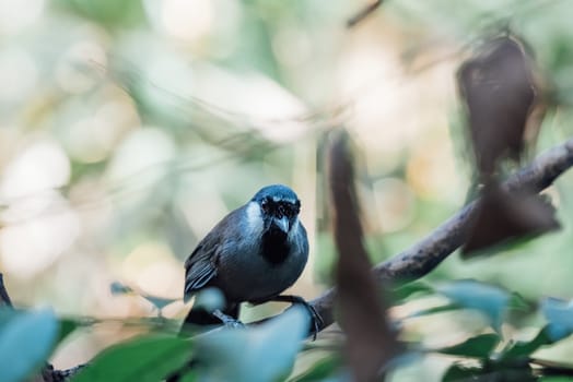 Bird (Black-throated Laughingthrush, Garrulax chinensis, Pterorhinus chinensis) is a species of bird in the family Leiothrichidae. It is found in asia perched on a tree in a nature wild