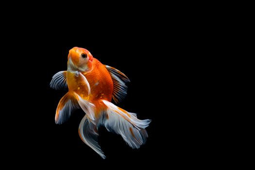 goldfish isolated on a dark black background