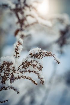 Dry plant covered with snow on a frosty winter day in the outdoor.