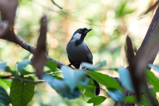 Bird (Black-throated Laughingthrush, Garrulax chinensis, Pterorhinus chinensis) is a species of bird in the family Leiothrichidae. It is found in asia perched on a tree in a nature wild